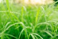 Fresh lush green grass with selective focusing water dew drops in morning sunrise Royalty Free Stock Photo