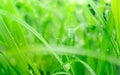 Fresh lush green grass with selective focusing water dew drops in morning sunrise Royalty Free Stock Photo