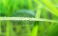 Fresh lush green grass with selective focusing water dew drops in morning sunrise Royalty Free Stock Photo