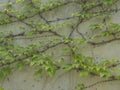 Fresh lush green ivy climbs on a concrete decorative wall Royalty Free Stock Photo