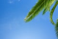 Fresh lush green leaf of palm tree over blue sky background border composition Royalty Free Stock Photo