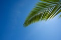 Fresh lush green leaf of palm tree over blue sky background border composition Royalty Free Stock Photo