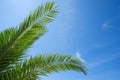 Fresh lush green leafs of palm tree over blue sky background Royalty Free Stock Photo