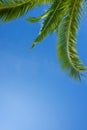 Fresh lush juicy green leaf of palm tree over blue sky background Royalty Free Stock Photo