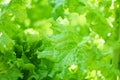 Fresh lush lettuce leaves background on herbal farm - Close up of green vegetable salad in the garden background Royalty Free Stock Photo