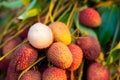 Fresh lychee and peeled showing the red skin and white flesh with green leaf Royalty Free Stock Photo