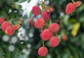 Fresh lychee on the tree. Royalty Free Stock Photo