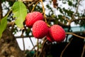 Fresh lychee on tree, Lychee fruit Royalty Free Stock Photo