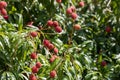 Fresh lychee on the tree. Lychee trees covered with Ripe Lychees. Ripe lychee fruits on tree in the plantation.