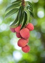 Fresh lychee on tree Royalty Free Stock Photo