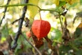 Fresh Lychee on the tree Royalty Free Stock Photo