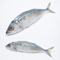 Fresh Mabong Fish Royalty Free Stock Photo