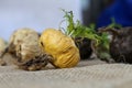 Fresh maca roots or Peruvian ginseng