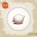 Fresh macadamia nut. Hand drawn sketch style vector illustration on old background. Food and cosmetic oil ingredient drawing.