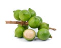 Fresh macadamia nut Royalty Free Stock Photo