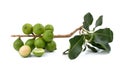 Fresh macadamia nut on white background Royalty Free Stock Photo