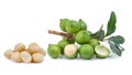Fresh macadamia nut on white background Royalty Free Stock Photo