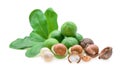 Fresh macadamia nut Royalty Free Stock Photo