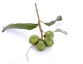 Fresh macadamia nut on white background. Royalty Free Stock Photo