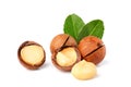 The macadamia nuts with leaf isolated.