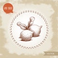 Fresh macadamia nuts with leaves. Hand drawn sketch style vector illustration on old background. Food and cosmetic oil ingredient