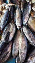 Fresh Mackarel Tuna