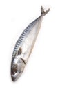 Fresh Mackerel fish Royalty Free Stock Photo