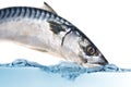 Fresh mackerel fish Royalty Free Stock Photo