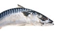 Fresh mackerel fish Royalty Free Stock Photo