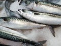 Fresh mackerel fish on crushed ice Royalty Free Stock Photo