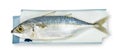 Fresh mackerel fish with dish isolated on white background ,include clipping path Royalty Free Stock Photo