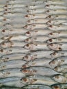 Fresh mackerel fish