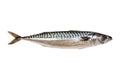 Fresh mackerel fish isolated on the white background Royalty Free Stock Photo