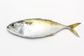 Fresh mackerel fish Royalty Free Stock Photo