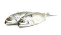Fresh mackerel fish isolated on white background Royalty Free Stock Photo