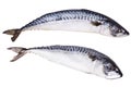 Fresh mackerel fish isolated on the white background. Royalty Free Stock Photo