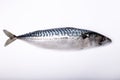 Fresh mackerel fish isolated on white, copy space Royalty Free Stock Photo