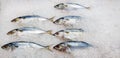 Fresh mackerel fish put, frozen or freeze on ice for sale at freshness sea market or supermarket. Royalty Free Stock Photo