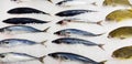 Fresh mackerel and fish put, frozen or freeze on ice for sale at freshness sea market or supermarket. Group of animal Royalty Free Stock Photo