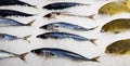 Fresh mackerel and fish put, frozen or freeze on ice for sale at freshness sea market or supermarket. Royalty Free Stock Photo