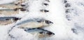 Fresh mackerel fish putting on ice at seafood market