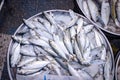 Fresh mackerel fish for sale in seafood market