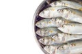 Fresh mackerel fish on salver