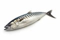 Fresh Mackerel Fish on White Background Royalty Free Stock Photo