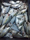 Fresh mackerel fishes on fish market