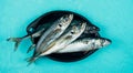 Fresh mackerel and horse mackerel on a black plate on a blue background Copy space. Seafood concept Royalty Free Stock Photo