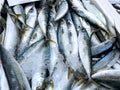 Fresh mackerel on ice at seafood market displaying silver and blue scales Royalty Free Stock Photo