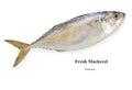 Fresh mackerel,isolated on white background with clipping path Royalty Free Stock Photo