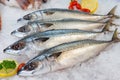 Fresh Mackerel or Saba Fish on ice in market