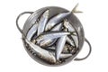 Fresh Mackerel in sieve Royalty Free Stock Photo